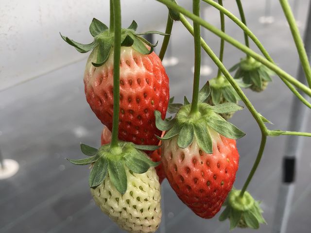 美味しかったです_ロックファーム京都(あざといちごハウス)