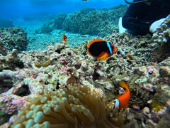 ق񂳂Diving@Shop Leii_CrOVbvCjւ̓eʐ^1