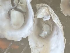 ނ̐Lhہ@JL̍X؂ւ̓eʐ^1