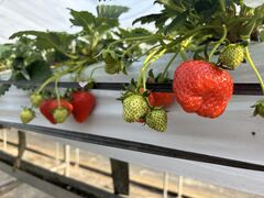 ݂悳񂳂̈t@[i--jւ̓eʐ^1