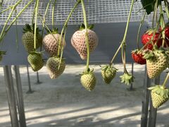 񂵂낤̃t@[ւ̓eʐ^2