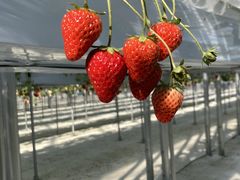 񂵂낤̃t@[ւ̓eʐ^3