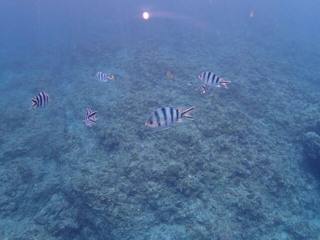 �V���m�[�P�����̎ʐ^_����l�C�`���[�R�[�f�l�[�g�E�A���_�S