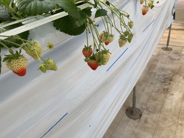 �قڔ���_JAL Agriport