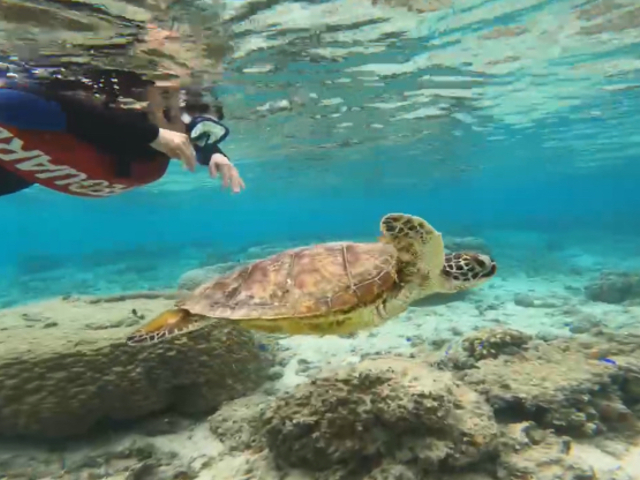 人馴れしてるのでしょうか?着いておいでというように一緒に泳いでくれました♪_imtida宮古島
