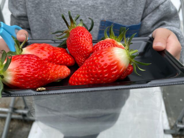 �n�T�~�Ŏ��n�y�����[_THE RED mountain berry farm