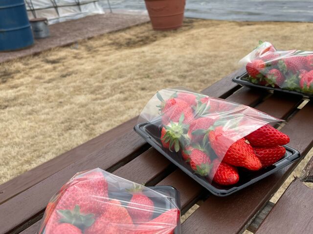 ����Ȃɂ�������K���[_THE RED mountain berry farm