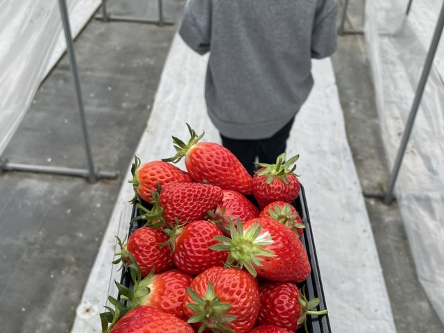 ���n��_THE RED mountain berry farm