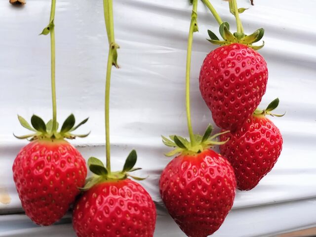 wCx[xƂi킾łB݂݂ĔłB_bVA