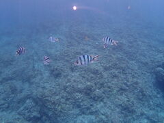 lC`[R[fl[gEA_S̎ʐ^1