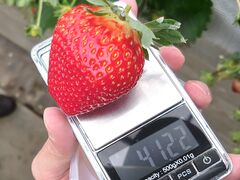 piyokato̓cڂ̒̂ւ̓eʐ^1