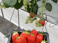 悳THE RED mountain berry farmւ̓eʐ^3