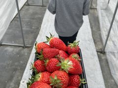悳THE RED mountain berry farmւ̓eʐ^4