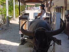 񂳂̐Ί_h[όւ̓eʐ^1