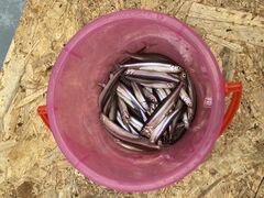 EC`̂Ȃ܌΃LvO@킩ނւ̓eʐ^1