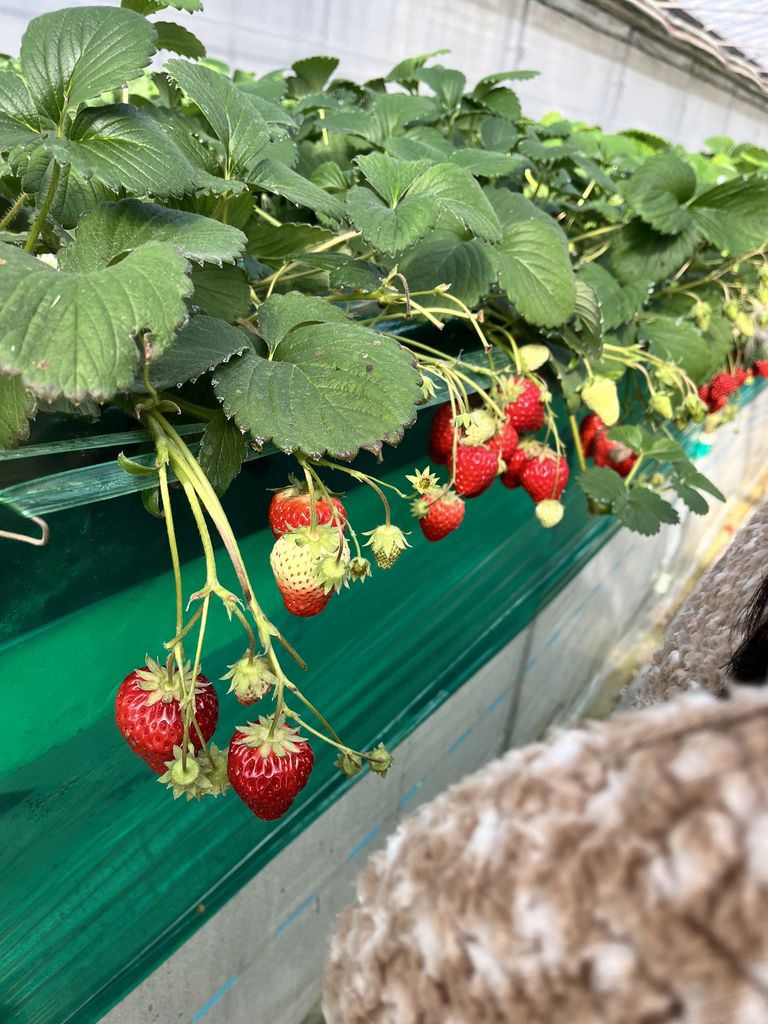 【いちご狩り】サンプルページ（ペーパークラフト クラフトパンチ） いちご狩り】サンプルページ（ペーパークラフト クラフトパンチ）