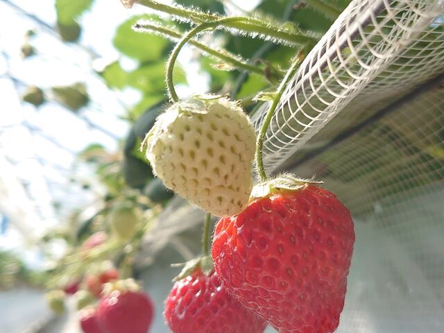 �^���ԂȃC�`�S_�R���������_��