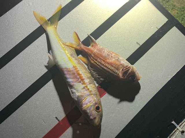 ���ׂ�2�C_Like Daddy