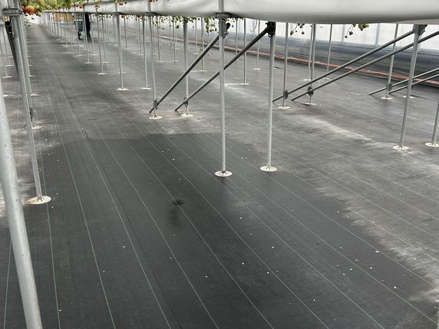 これでもいちごがついてる方です。ハウスなのに寒く(雨でしたが)、もう終わりのハウスだと思う。_ロックファーム京都(あざといちごハウス)