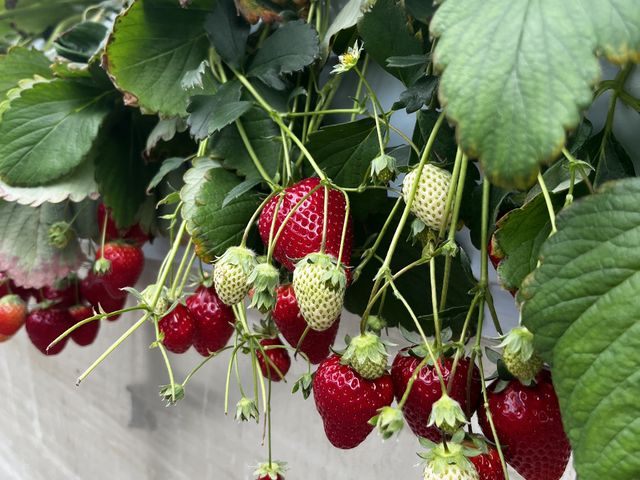 �����傫���ĊÂ��I_�쓇��������