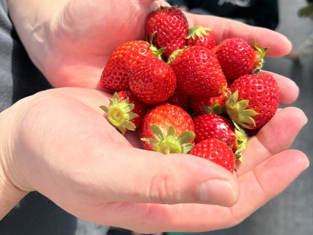 ������_Sugar Berry ���˂������_��