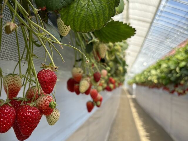 �����������������Ă܂�_strawberryfarm �V���C���x���[