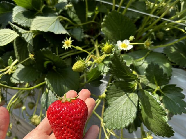 ������傫���������������ł��[�I�Â������B_strawberryfarm �V���C���x���[