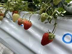 Aska Strawberry Field̎ʐ^1