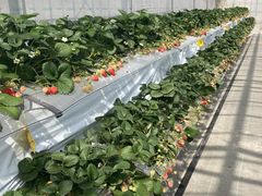 hiromȉ㗢&g}gւ̓eʐ^1