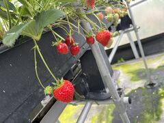 `bĴ񂢂t@[ւ̓eʐ^1