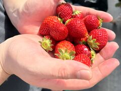 ĂSugar Berry ˂_ւ̓eʐ^1