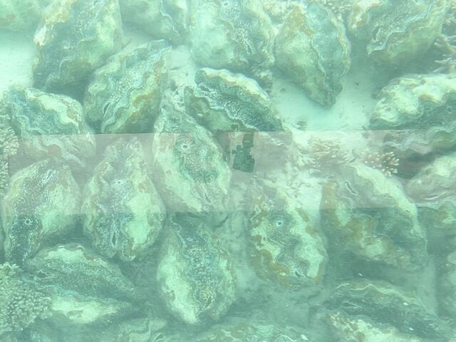 �V���R�L�̌Q��_�܂��͂������邭��