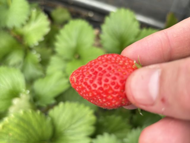 �^���Ԃȍ̂ꂽ�Ă�����_�r�{�_��