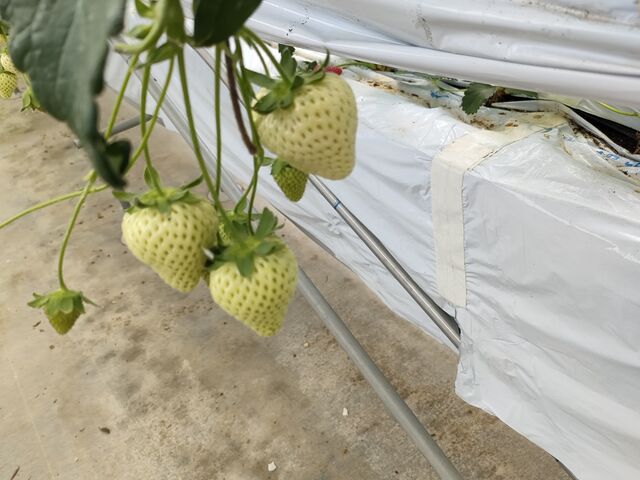 ̏nĂi͂߂ƂāǍ̕i킪ς܂I_܂Ȃt@[