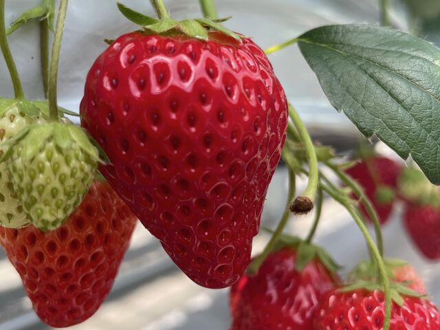 �^���ԂȔ���������������������������Ă��܂���_Sugar Berry ���˂������_��