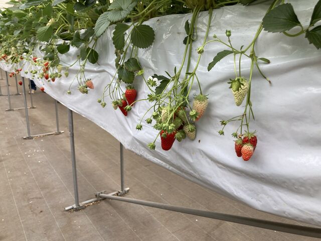 �����������ȃC�`�S����������_�R���R���������t�@�[��