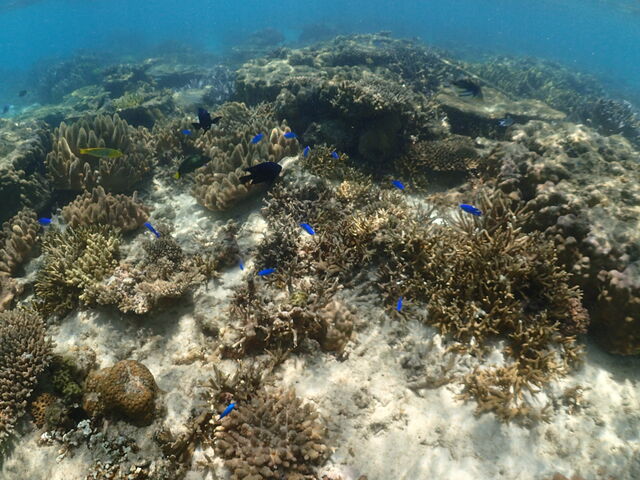 �����X�Y���_�C�����܂���_�}�����V���b�v����