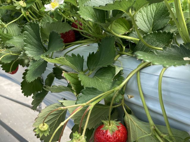 �嗱�C�`�S�͐H�׉�������܂��A_���R�t�@�[���g�`�m�x�t