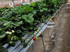 ��������͖̉{�t�@�[�����������ւ̓��e�ʐ^1