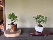 Ŕu゠~́vÂ胏[NVbv̓eʐ^1