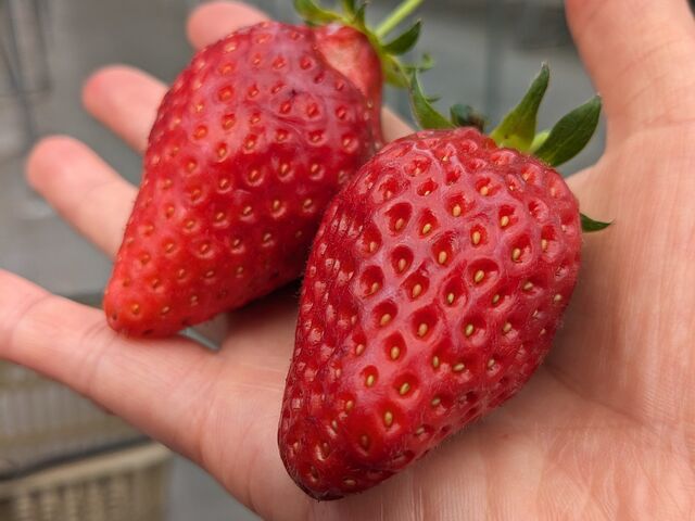 ��̂Ђ炢���ς�_�������̉�