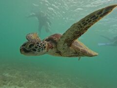 Ȃ݂nico {Óւ̓eʐ^1