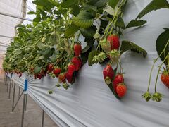 ȂȂ䂤䂤̂̉Ԃւ̓eʐ^1