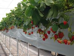 PON375SHINJO FARMւ̓eʐ^1