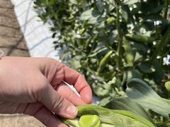 ݁[̔쎩Řt@[ւ̓eʐ^4