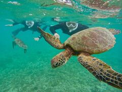 kenOCEAN LIFEւ̓eʐ^1