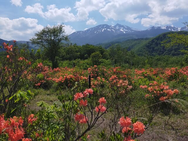 �����ڂ�����̏�ƍ����̃����Q�c�c�W�̓��e�ʐ^1