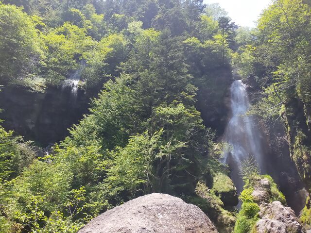 �V�R�̃V�����[_�O�{��