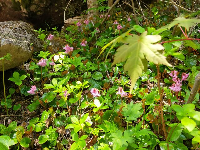 ���ȃC���J�K�~_�O�{��