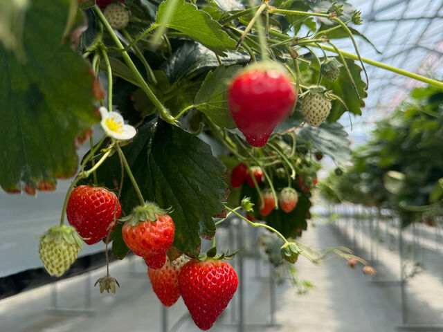 �H�ׂ���̂������̌��������������Ă��������܂���_�ߐ{�݂�т̗� �t���[�c�p�[�N�X�̕�